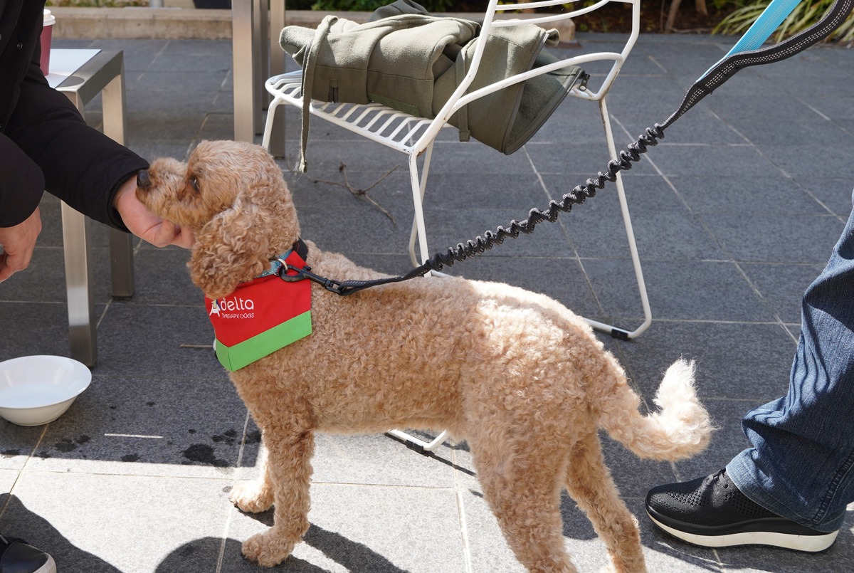 Assistance dog getting patted