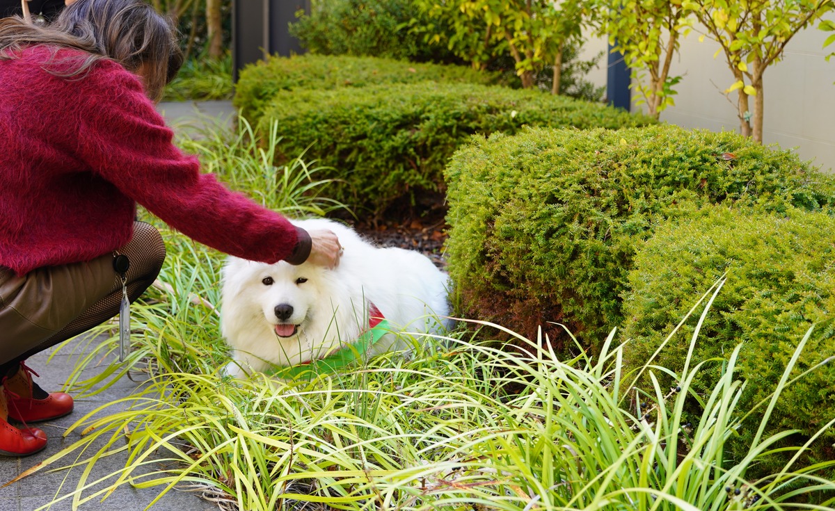 White fluffy dog being patted