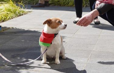 Dog being fed a treat